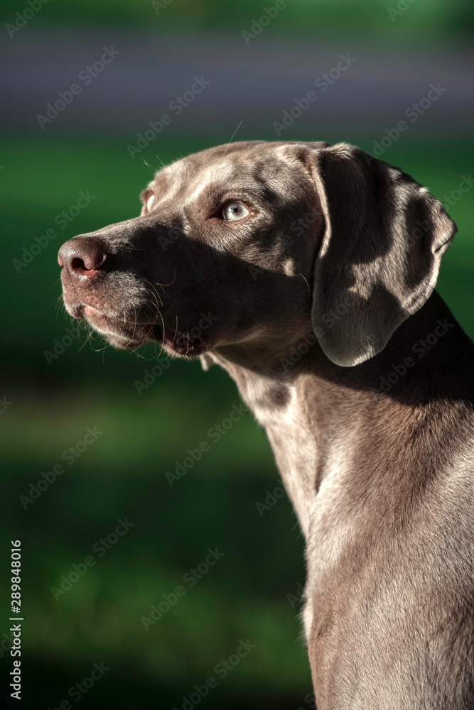 Grey shorthaired wemaraner hunting dog in a green park. Animal portrait. Happy dog concept.