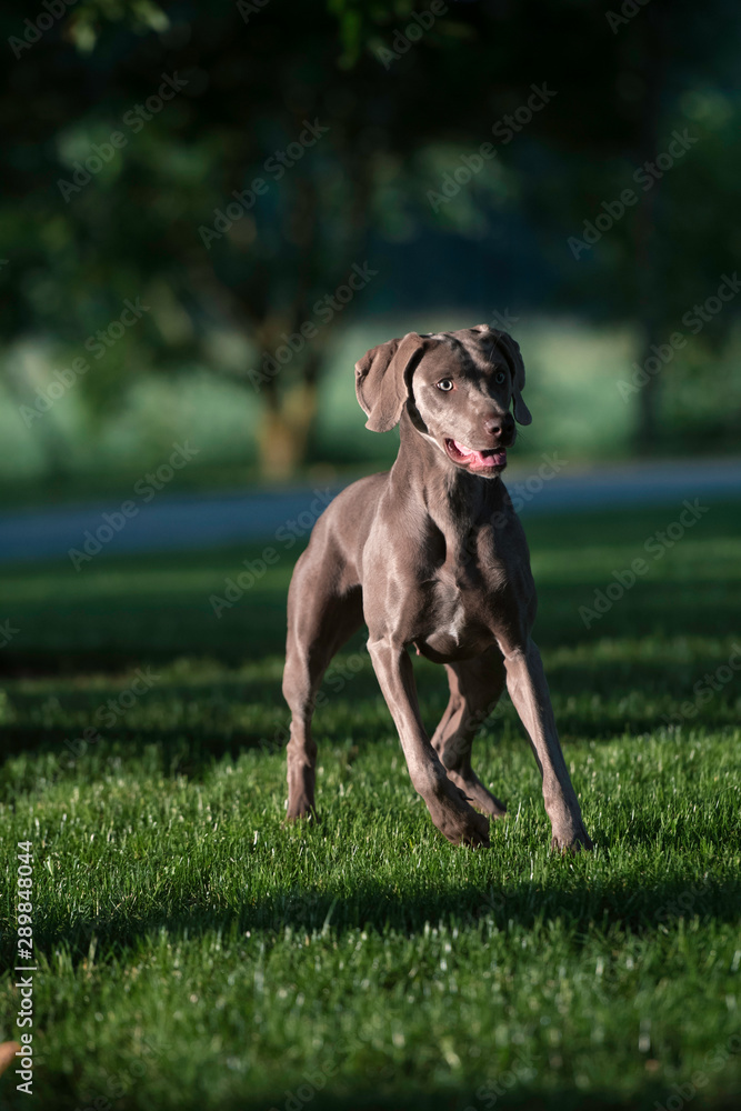 Active weimaraner grey dog playing with a tennis ball catching it in the air. Happy dog concept.