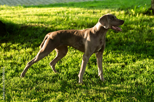 Weimaraner breed grey huntig dog standing in the green summer park in the evening.  photo