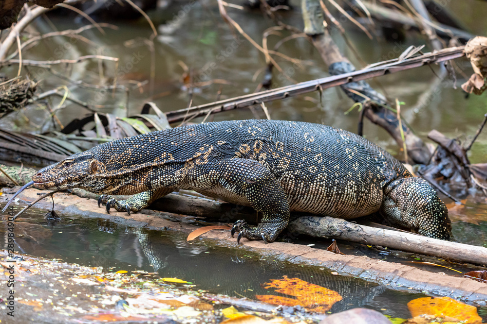Large Malayan Water Monitor or Rice Lizard Large Malayan Water Monitor or Rice Lizard
