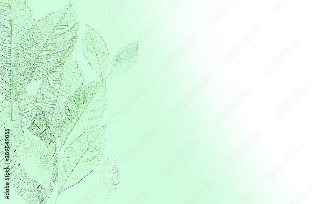 Natural leaves patten background on pastel light green color gradient to  white space for copy space Stock Photo | Adobe Stock