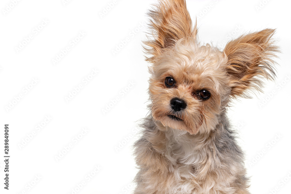 Portrait of a Yorkshire Terrier beaver, front view Portrait of a Yorkshire Terrier beaver, front view