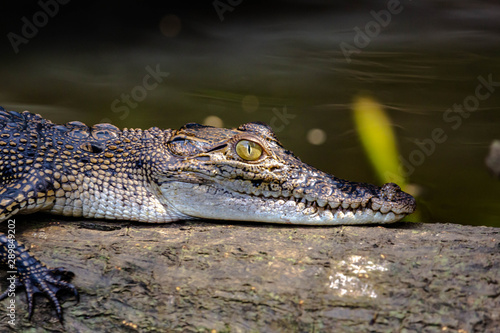 Close up on the golden eye and head of a crocodile