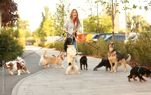 Young woman walking adorable dogs in park