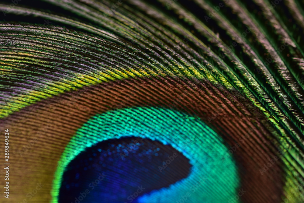 Naklejka premium Half peacock feather with a unique texture similar to a knitted fabric