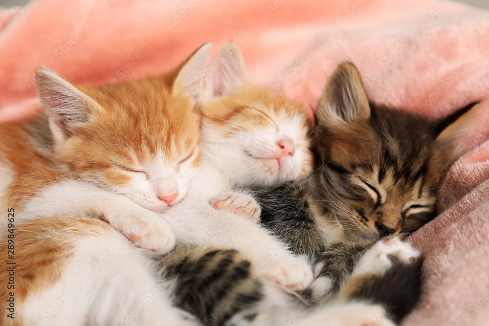 Cute sleeping little kittens on pink blanket - obrazy, fototapety, plakaty 