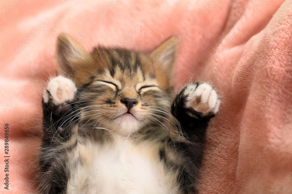 Cute little striped kitten on pink blanket, closeup view