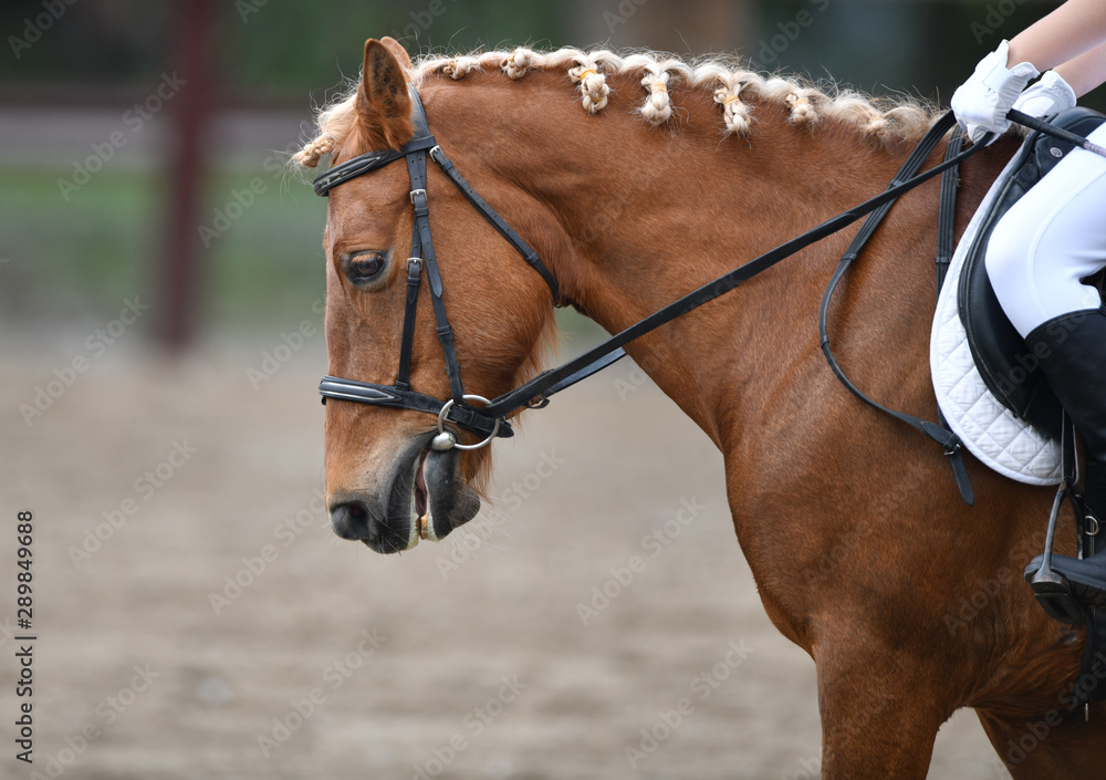 Horsewoman in white gloves and breeches riding a red horse at a hippodrome Horsewoman in white gloves and breeches riding a red horse at a hippodrome