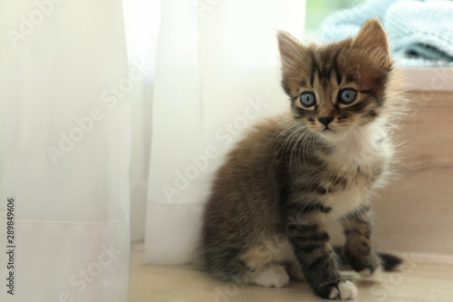 Cute little striped kitten near window at home