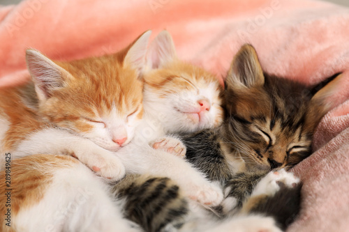 Cute sleeping little kittens on pink blanket