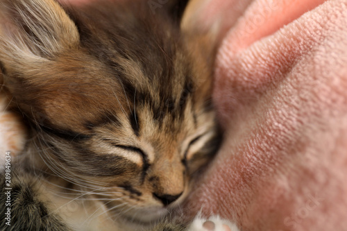 Cute sleeping little kitten on pink blanket, closeup view