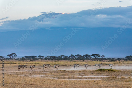 A herd of zebras is moving in front of the Kilimanjaro