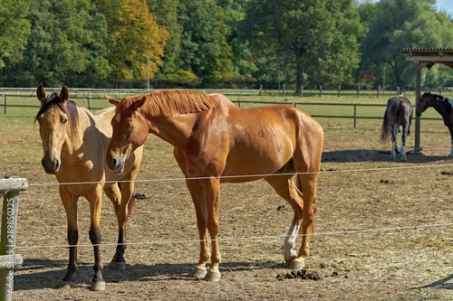 Horses are dozing in the pasture © Joachim Heller