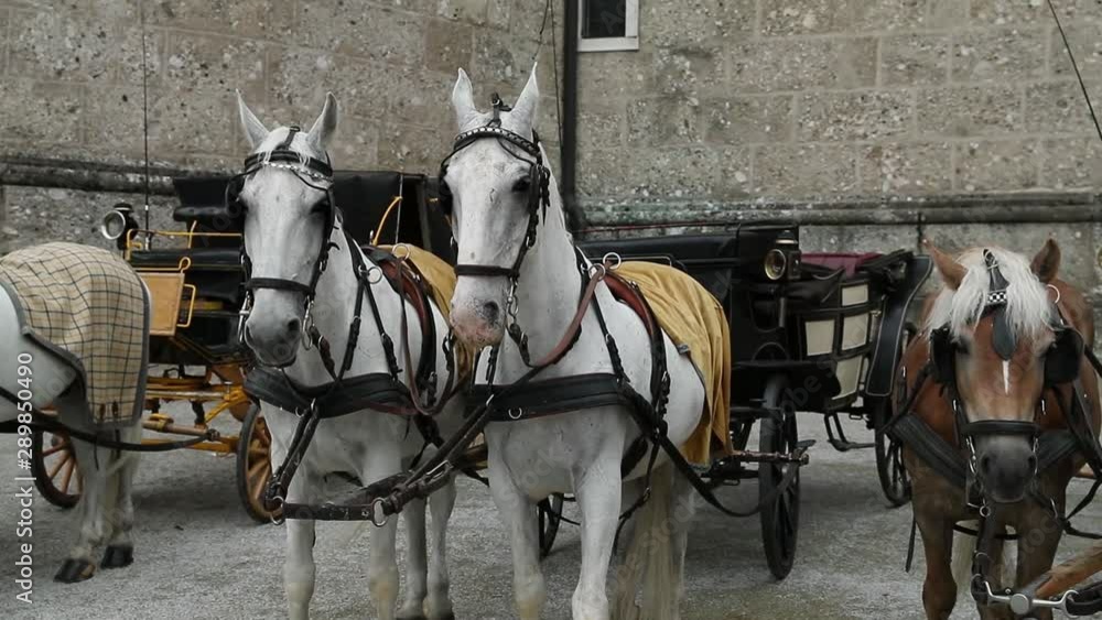 White and brown horses on the center square of Salzburg in Austria White and brown horses on the center square of Salzburg in Austria