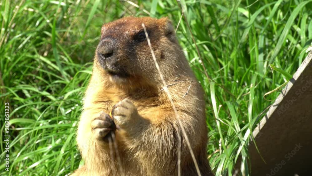 Marmot cute fat rodent. He is not in a hurry and lazy. Marmot cute fat rodent. He is not in a hurry and lazy.