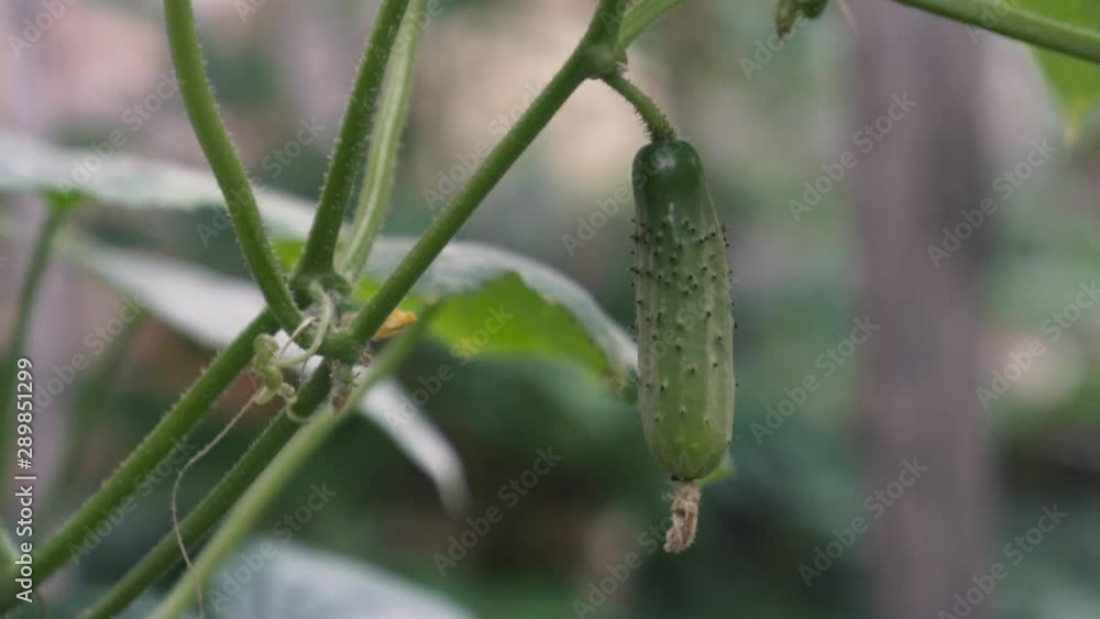 Slow-motion shot as Picking fresh bio cucumber in the garden. Slow-motion shot as Picking fresh bio cucumber in the garden.