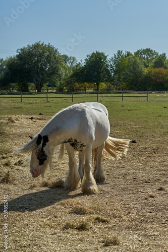 Photography A gypsy vanner horse stands in the pasture