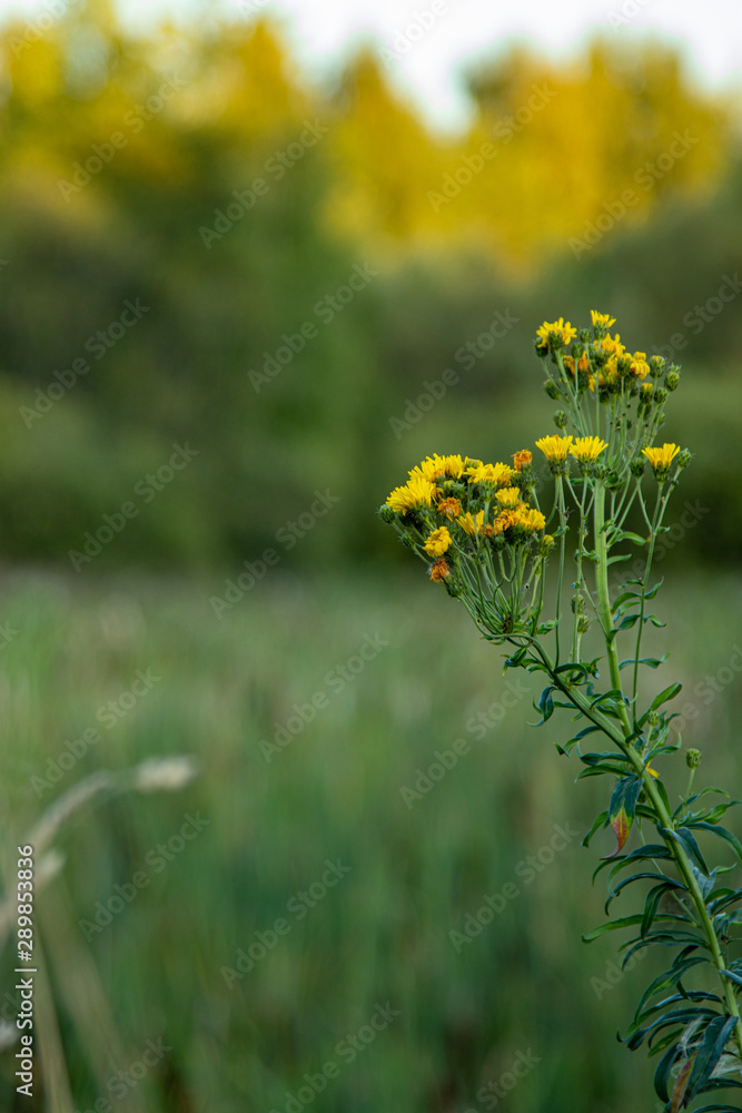 Obraz premium yellow flowers in field