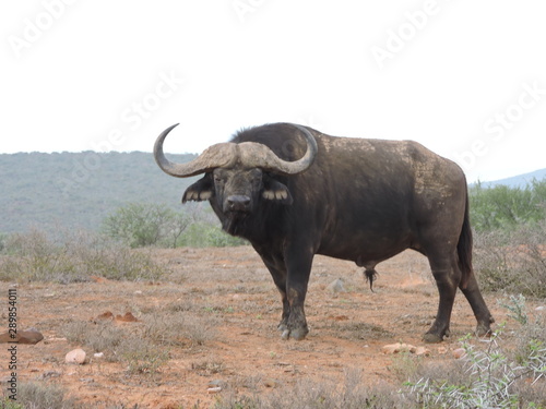 buffalo in the field