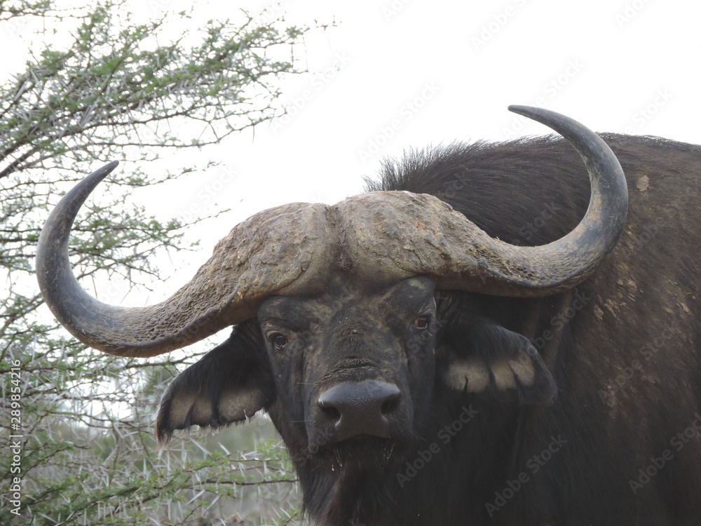 Naklejka premium buffalo in the field