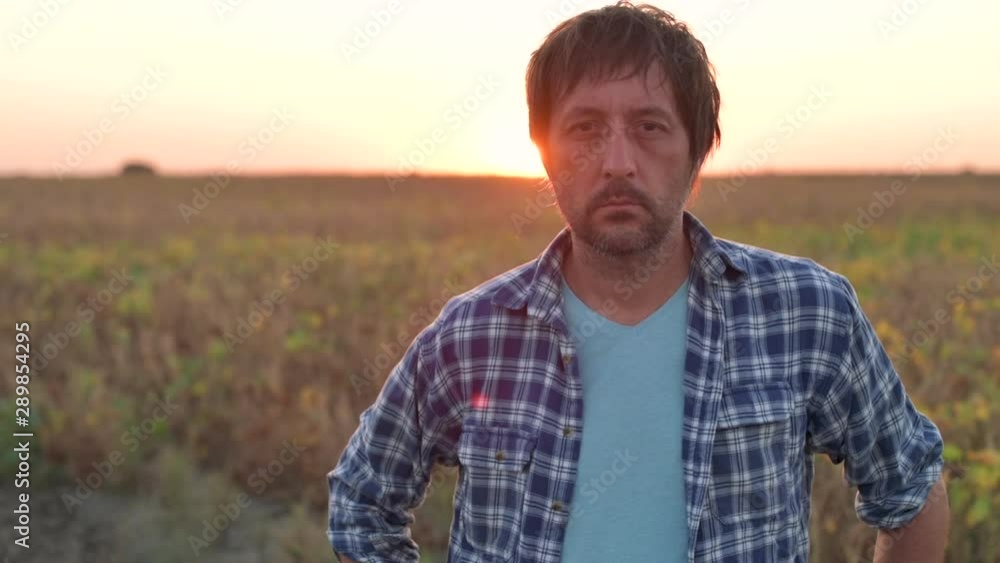 Soybean farmer posing in cultivated crop field in sunset Soybean farmer posing in cultivated crop field in sunset
