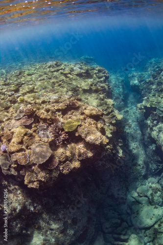 Fototapeta Naklejka Na Ścianę i Meble -  加計呂麻島のサンゴ礁