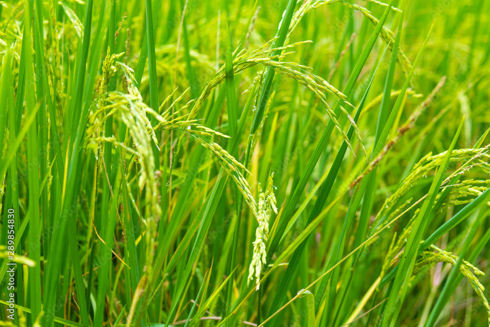 Paddy rice plantation field ready for harvest Paddy rice plantation field ready for harvest