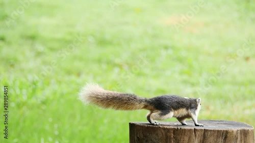 Squirrel on the Stump.