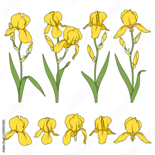 Set of color illustrations with yellow iris flowers. Isolated vector objects on white background.