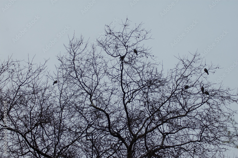 Fototapeta premium P√°jaros posados en un √°rbol sin hojas a contraluz en un d√≠a gris