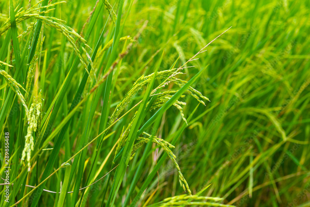 Plantation of yellow paddy rice farmland Plantation of yellow paddy rice farmland
