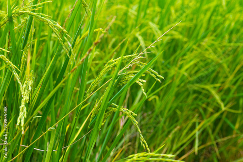 Plantation of yellow paddy rice farmland