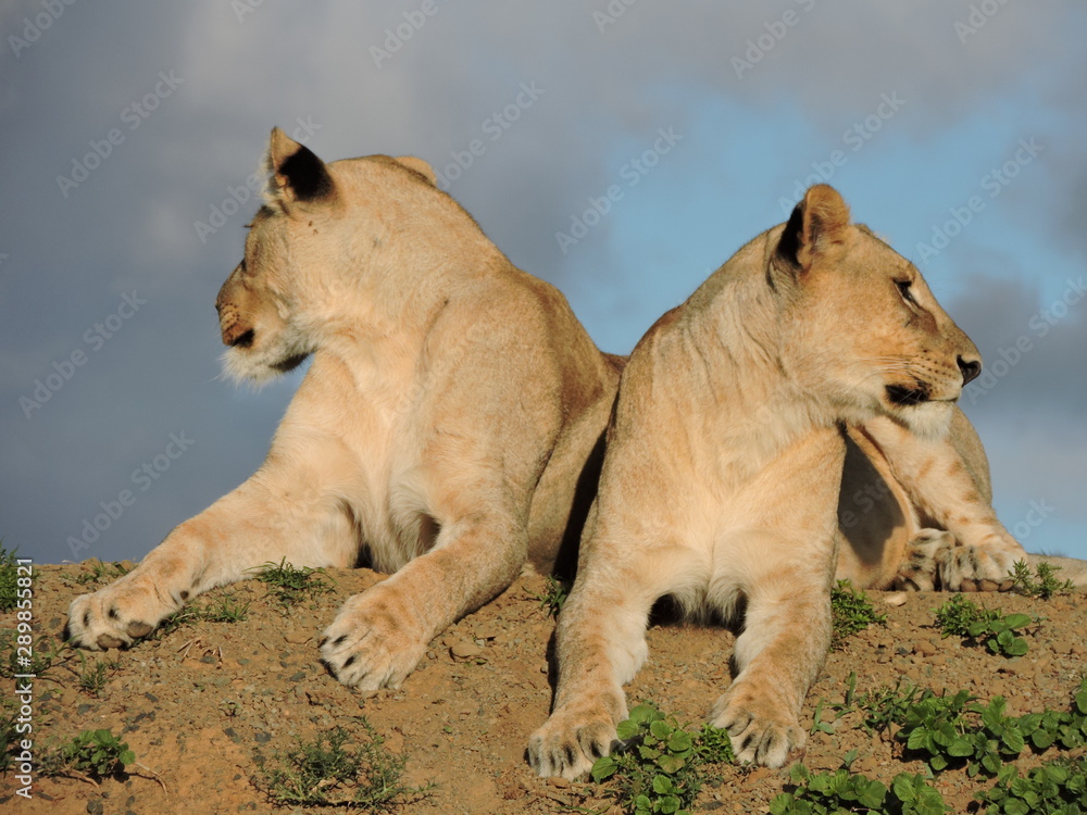 Obraz premium Two lioness