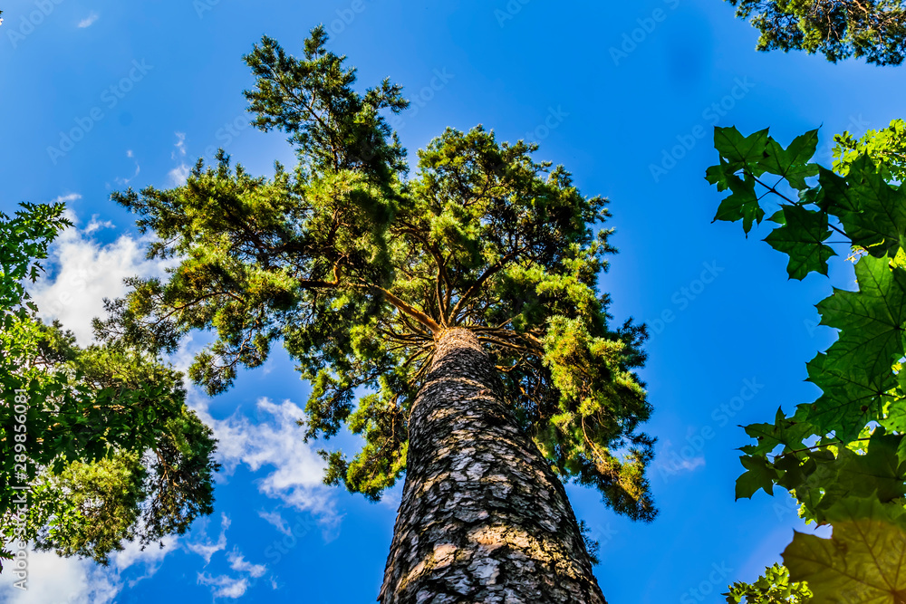 Fototapeta premium trees and blue sky