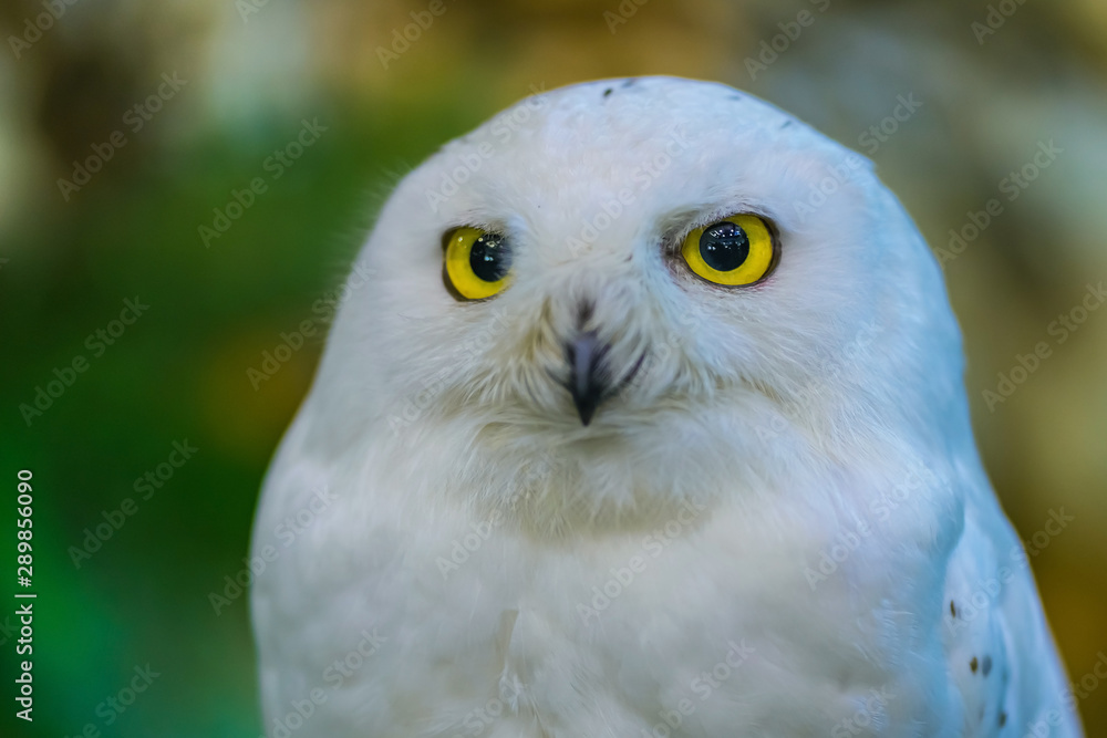 Fototapeta premium Close up to a portrait (head shot) of a passive Snowy Owl (Bubo scandiacus) showing it's mesmerising, wide-opened, yellow eyes and sitting on a post.