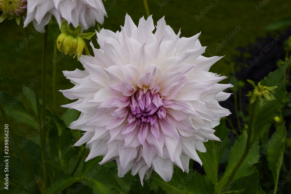 Obraz premium Blumen und Pflanzen