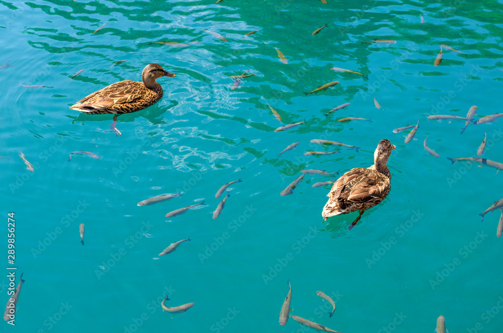 Fauna of Plitvice Lakes, ducks and fish in clear water. Fauna of Plitvice Lakes, ducks and fish in clear water.