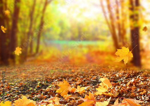Piękny jesień krajobraz z żółtymi drzewami i słońcem. Kolorowe liście w parku. Spadające liście naturalnego tła. Koncepcja sezon jesień