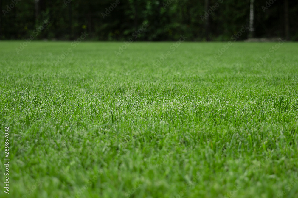 Green grass texture from a field. Natural backgrounds with beauty bokeh