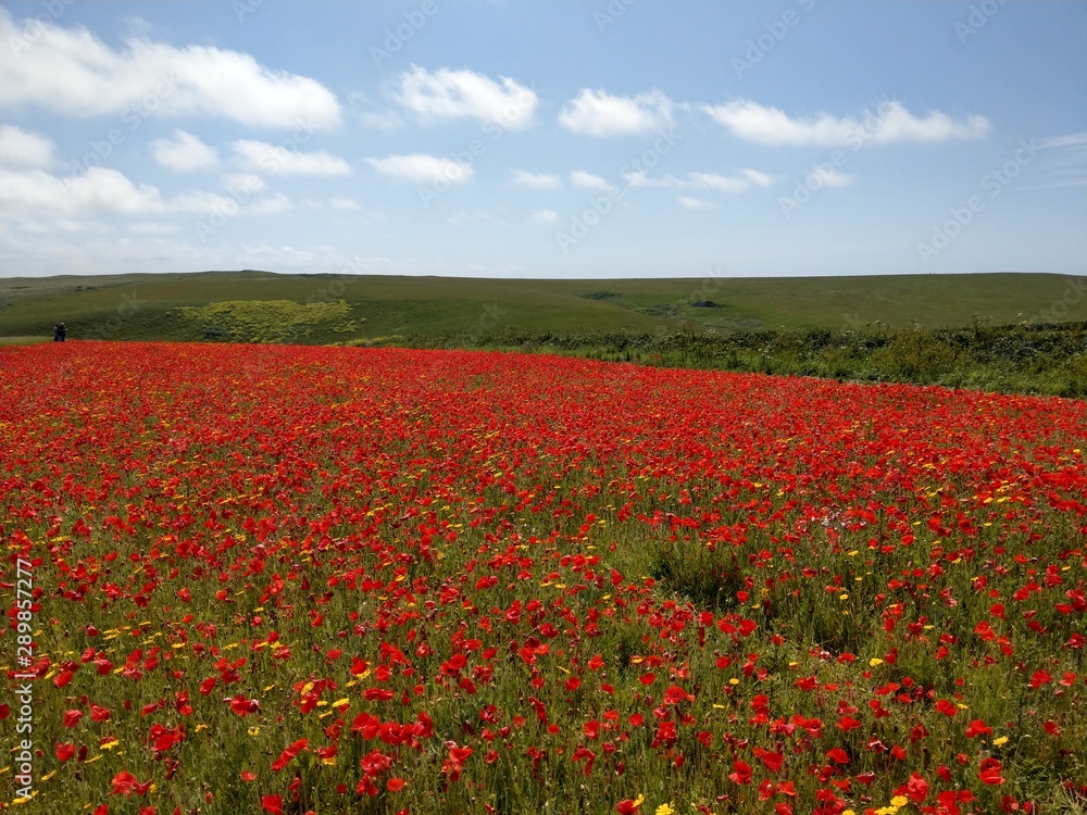 Poppy fields at West Pentire, Cornwall