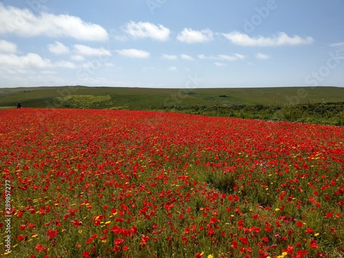Poppy fields at West Pentire  Cornwall
