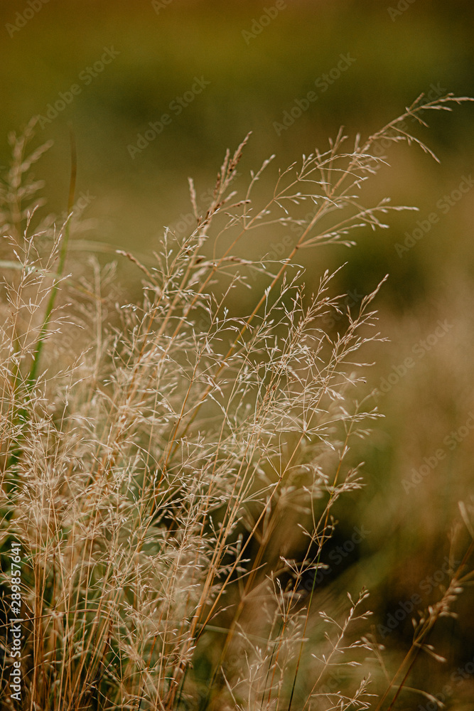 Fototapeta premium field of wheat