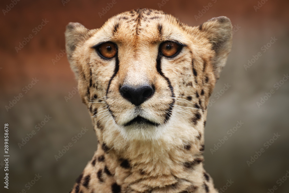 Cheetah Cheetah