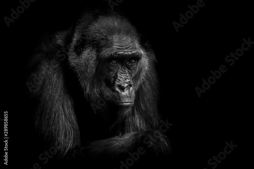 Gorilla © Marek