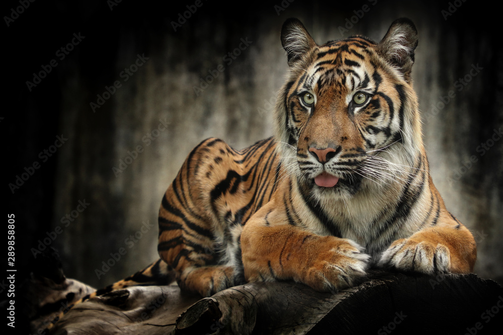 Tiger Tiger