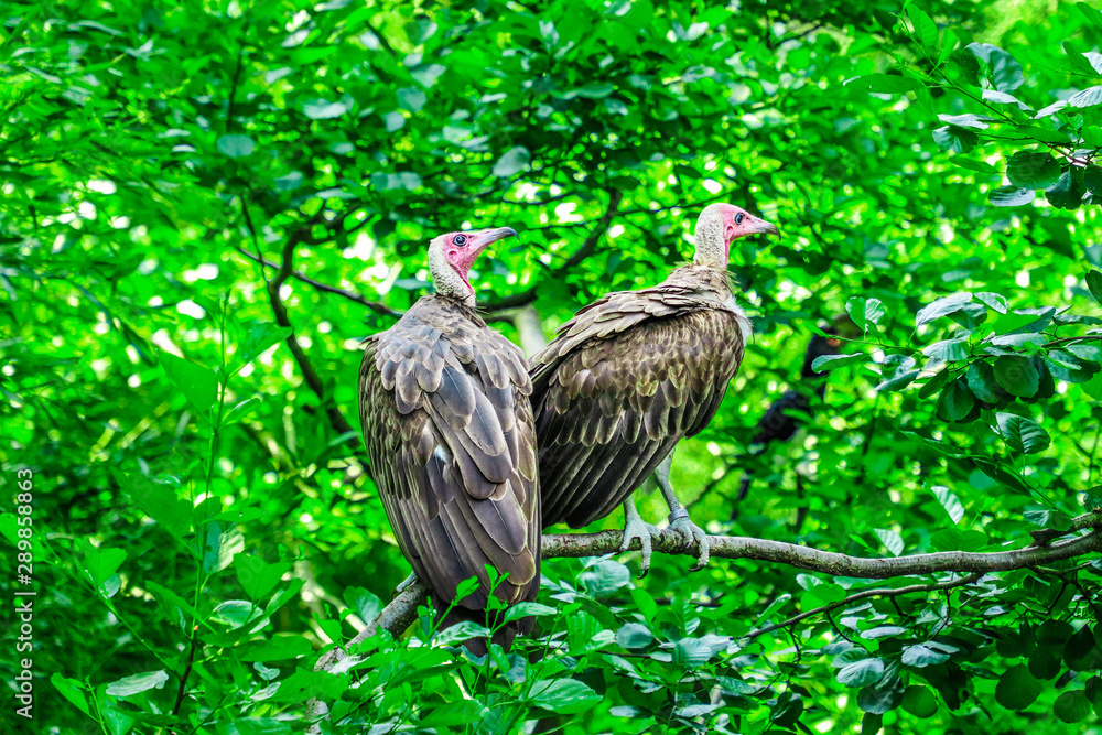 Fototapeta premium Vulture capuchin