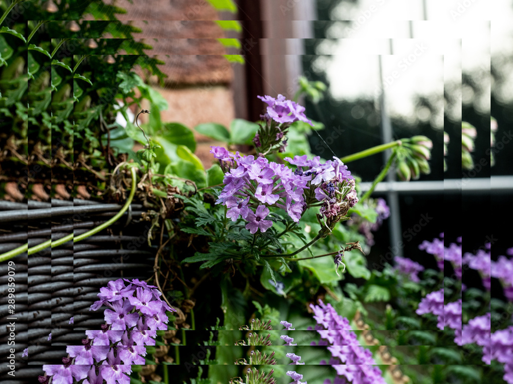 Naklejka premium OLYMPUS DIGITAL CAMERA - BASKET