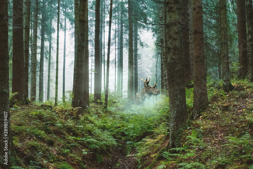 adult moose with horns on an early foggy morning in the forest photo