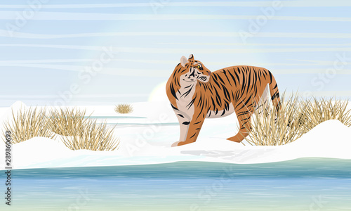 A large realistic tiger walks along the banks of an ice-covered river. Dry grass, snowdrifts and a cold sky. Extinct species of Asia. Realistic vector landscape