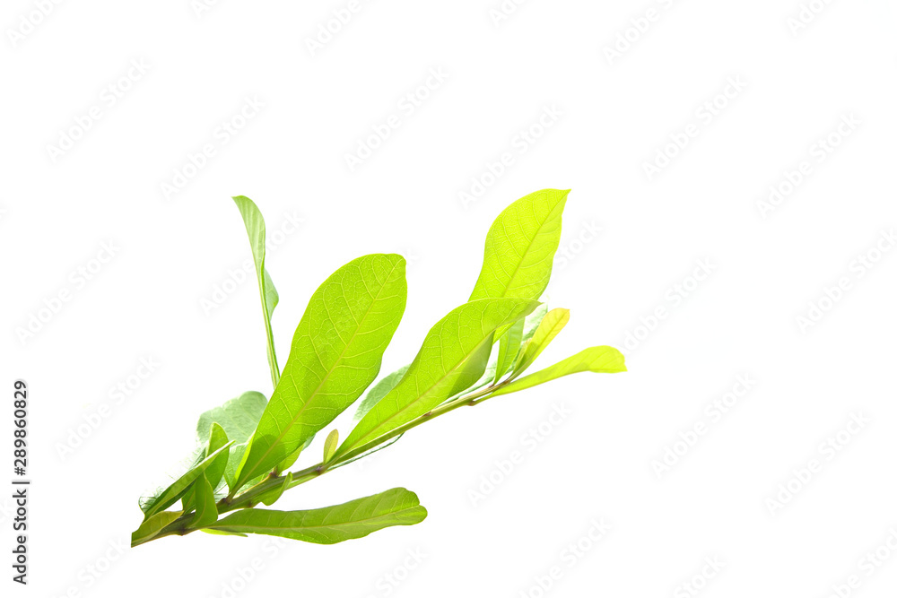 Green leaves branch isolated on white background.